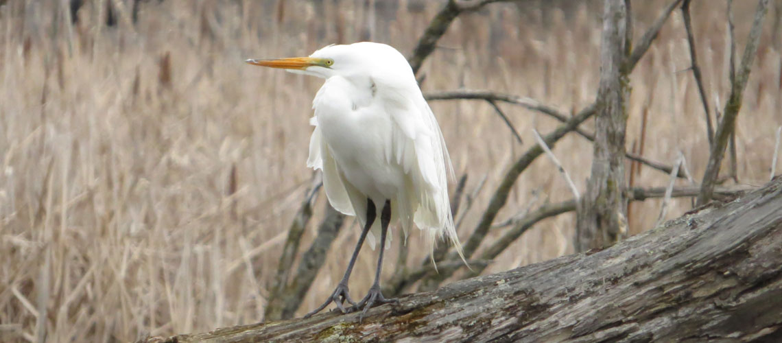 Grande aigrette