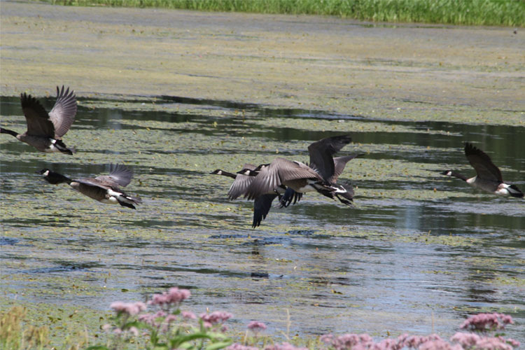 Des bernaches en vol