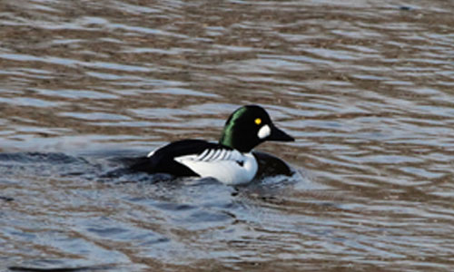 Le Garrot à oeil d'or