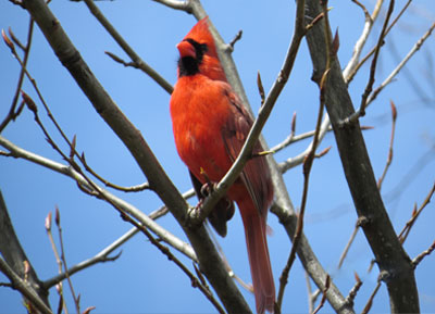Cardinal