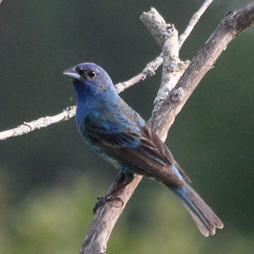 Passerin indigo