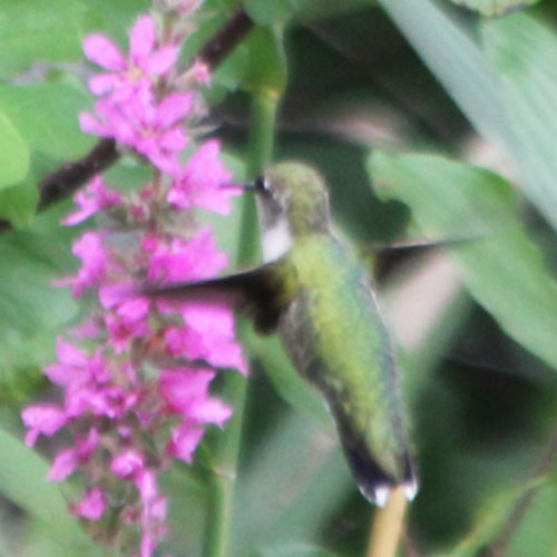 Colibri à gorge rubis