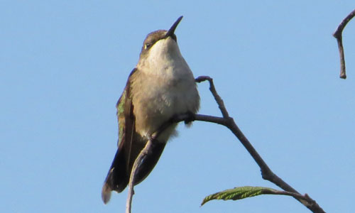 Un colibri à gorge rubis