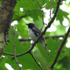 Sanctuaire de beauvoir