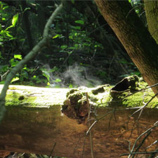 Parc du Vieux-Moulin