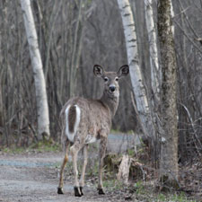 Centre d'interprétation de l'étang Burbank
