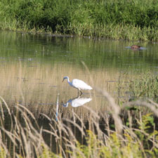 Le marais Peter-Curry